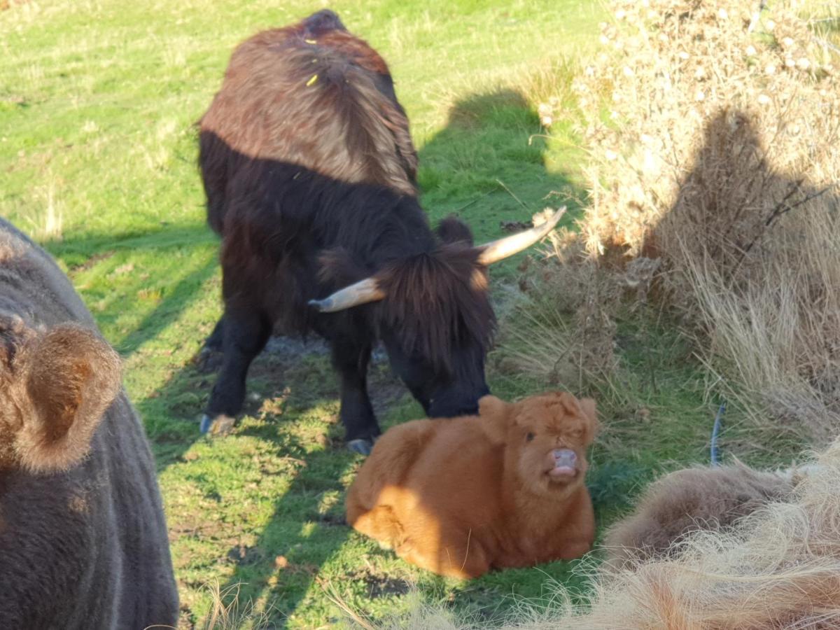 Ruby'S Cottage Farm Stay Port Arthur Eksteriør billede
