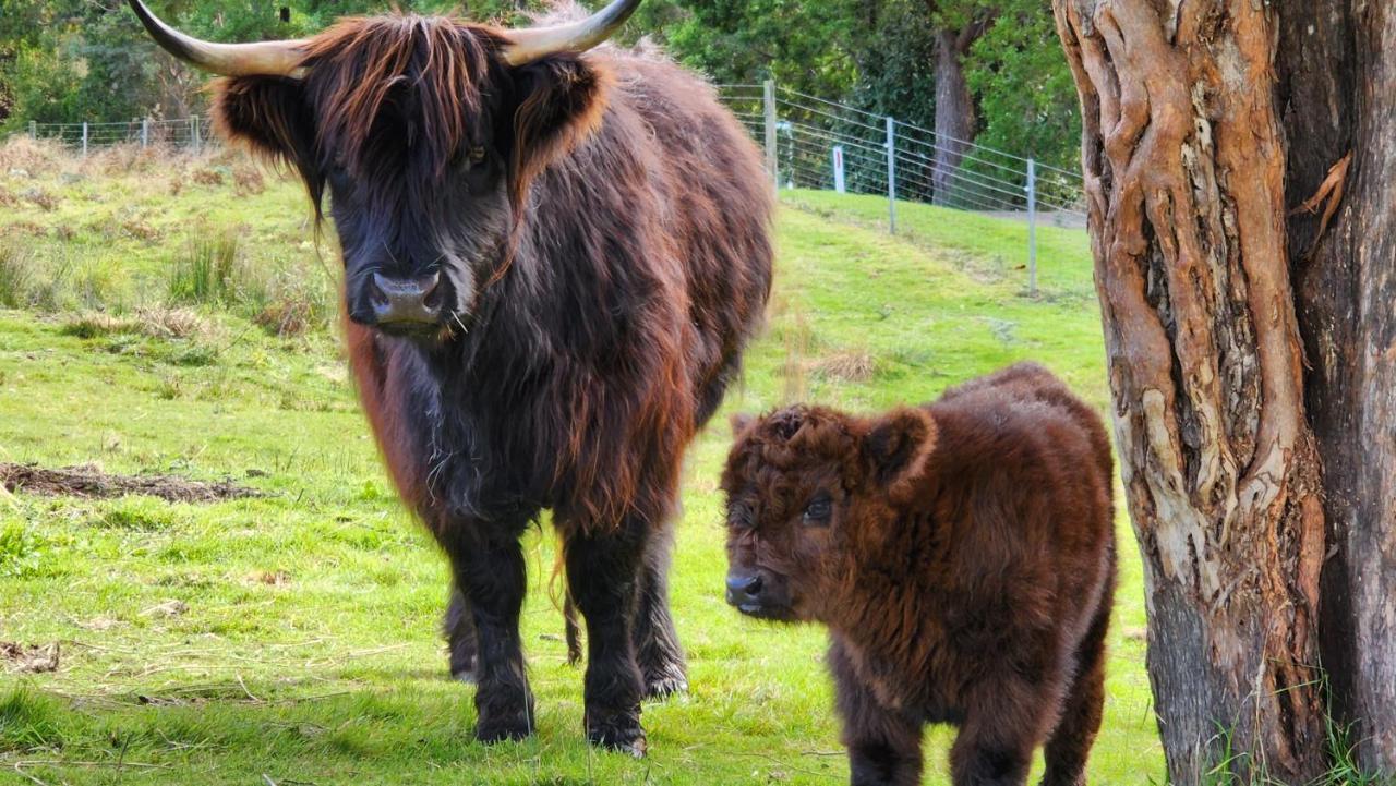 Ruby'S Cottage Farm Stay Port Arthur Eksteriør billede