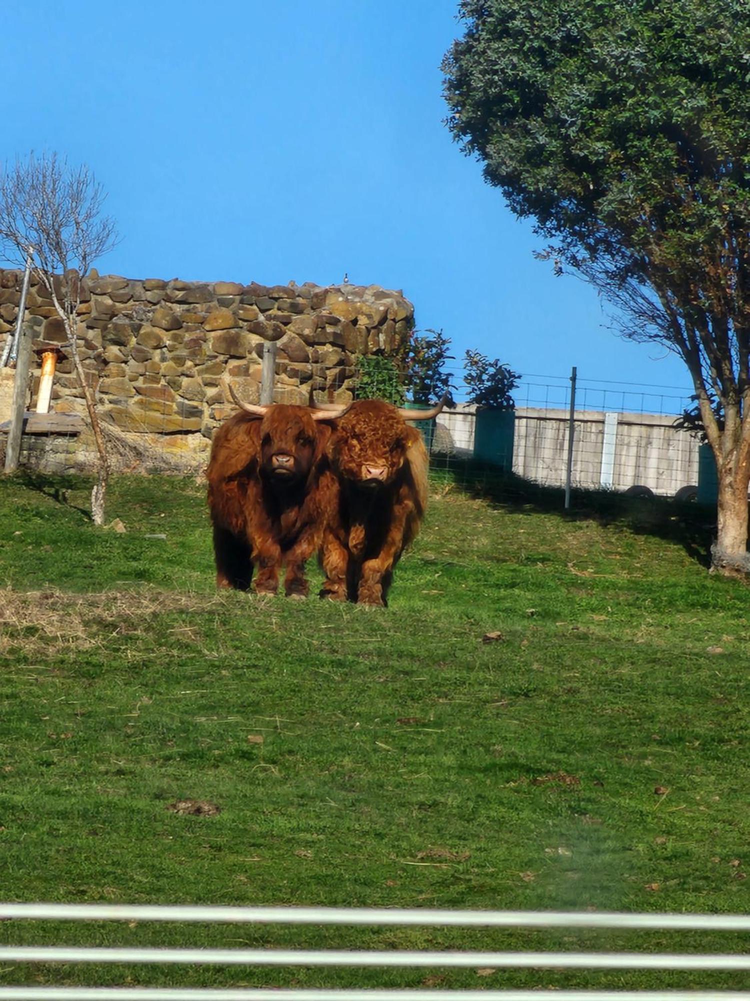 Ruby'S Cottage Farm Stay Port Arthur Eksteriør billede